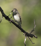 Flycatcher 6609